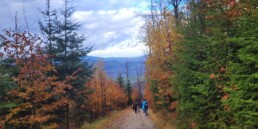 e1e93907 9021 4f7d b2ec 20e57b50f049 uai